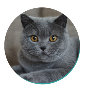 Chartreux Cat