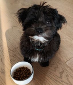 Furriest Foodie