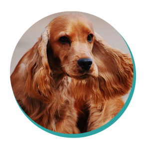 Cocker Spaniel Dog Breed