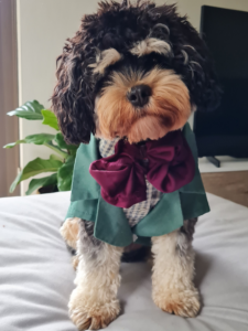 Cranky Steve the Cavoodle