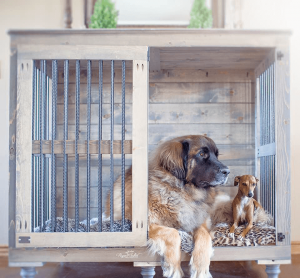 Crate Training with Two Dogs