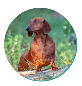 Dachshund