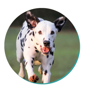 Dalmatian Dog Breed