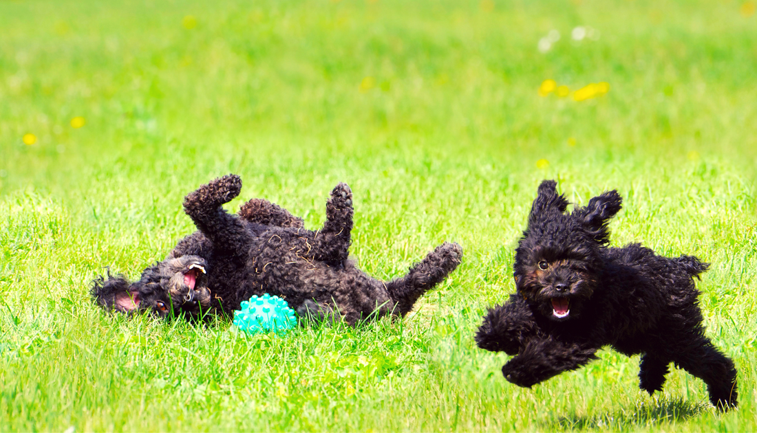 socialise your puppy