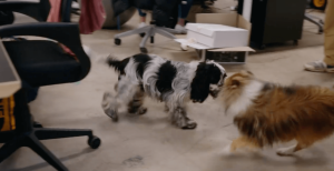 Benefits of dogs in the workplace