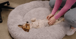 Dogs in the workplace has proven to reduce stress