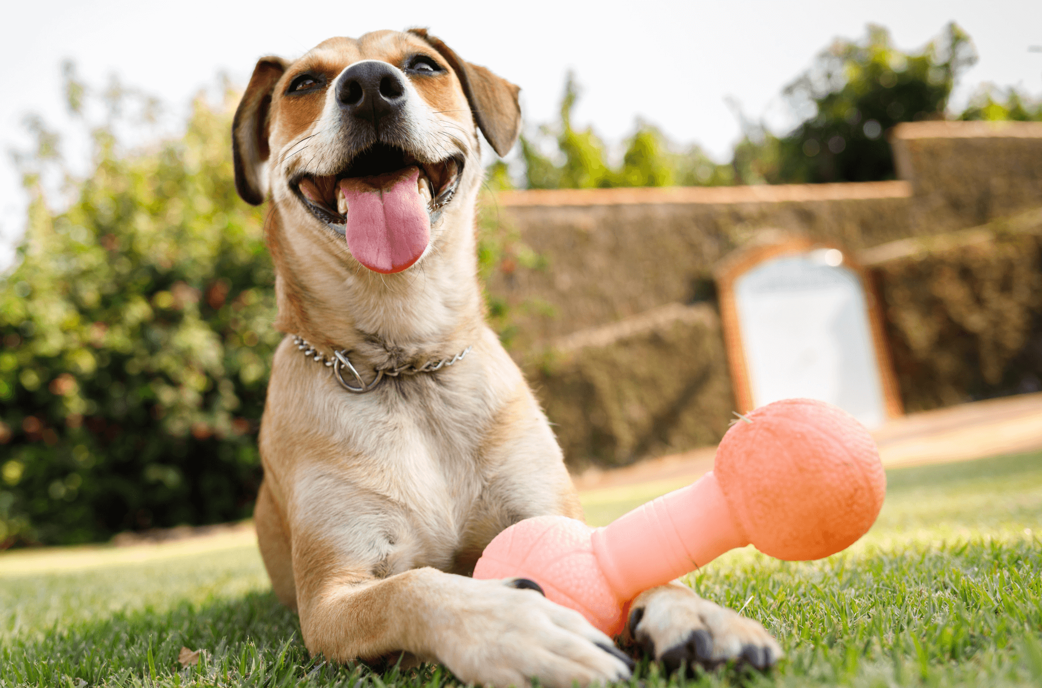 squeaky dog toys