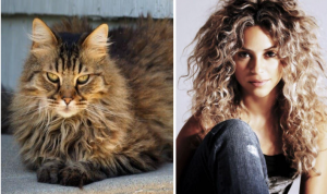 Domestic Longhair & Shakira