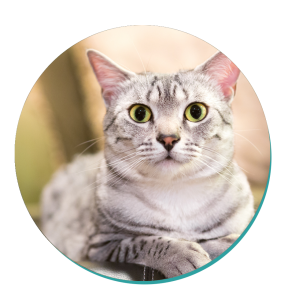 Egyptian Mau