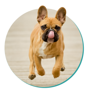 french bulldog breed