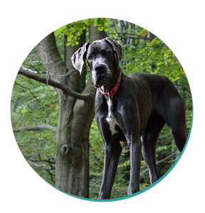 Great Dane Dog Breed
