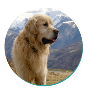 Great Pyrenees dog breed