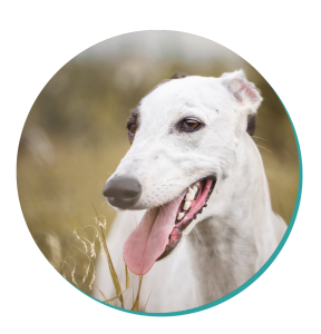 Greyhound dog breed
