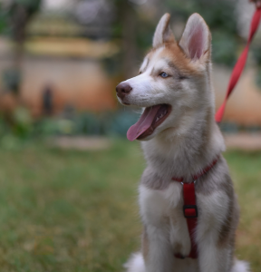 Keep Your Dog Cool on their Walks