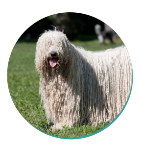Komondor