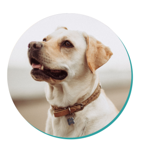 labrador dog breed