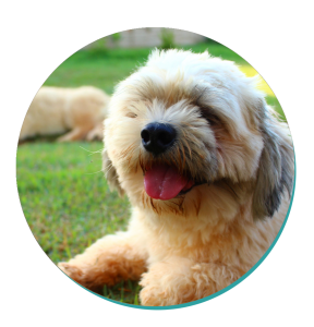 Lhasa Apso