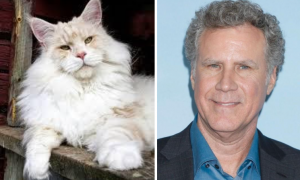 Maine Coon & Will Ferrell