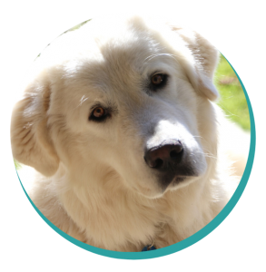 Maremma Sheepdog