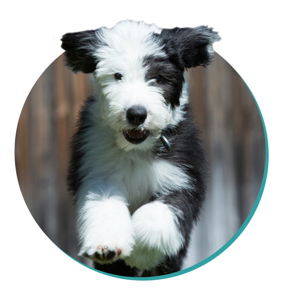 Old English Sheepdog