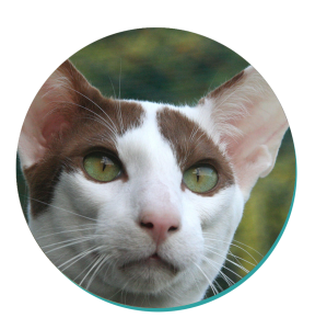 Oriental Shorthair Cat Breed
