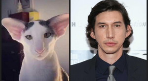 Oriental Shorthair & Adam Driver
