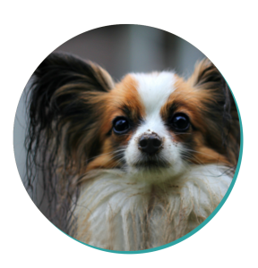 Papillon