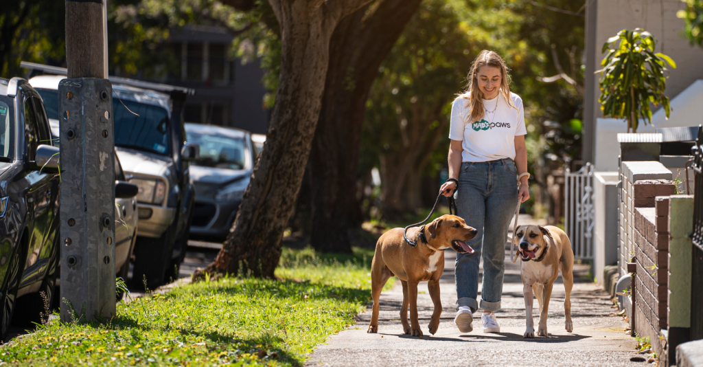 Pet Walking Pet Sitting