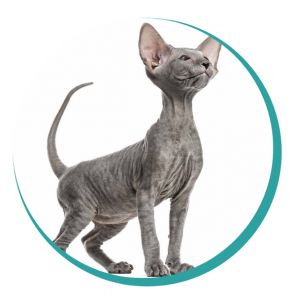 Cat Breeds Peterbald