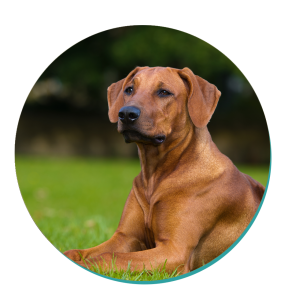 Rhodesian Ridgeback Hound