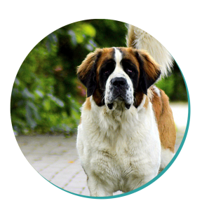 saint bernard dog breed