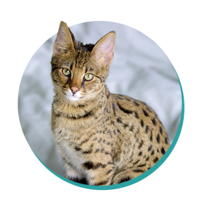 Savannah Cat