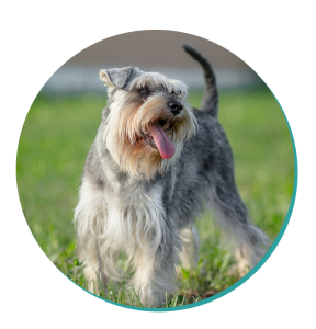 Schnauzer