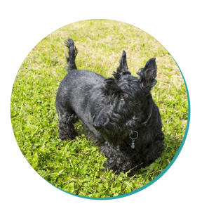 Scottish Terrier