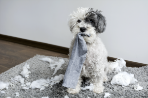 puppy chewing 
