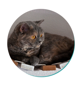 Selkirk Rex