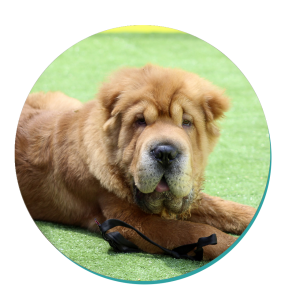 Shar Pei