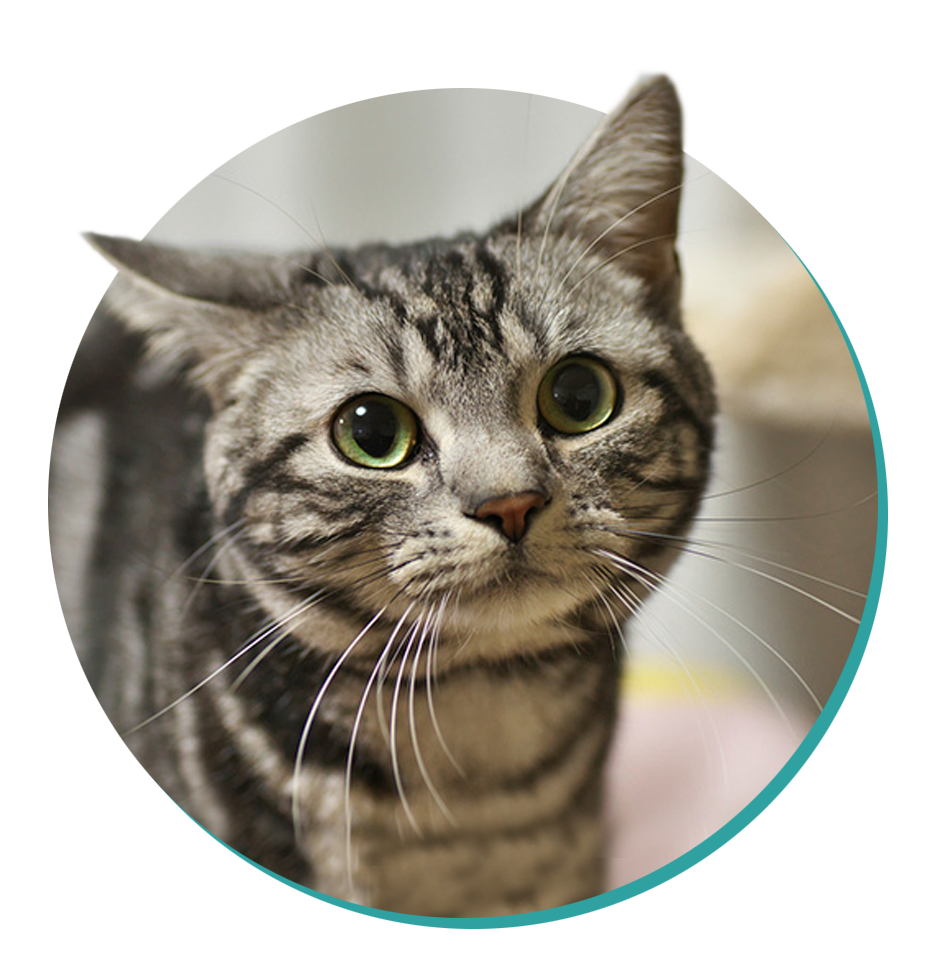 Domestic Shorthair