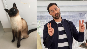 Celebs & Felines