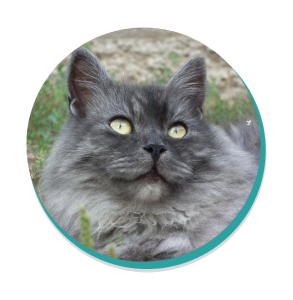 Siberian Cat