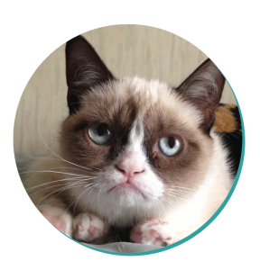 Snowshoe Cat Breed Grumpy Cat