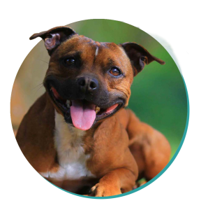 Staffy Dog Breeds Staffordshire Bull Terrier