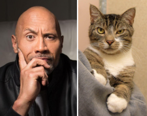 Cat Celebs Dwayne Johnson