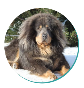 Tibetan Mastiff Dog Breed