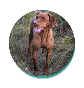 Vizsla