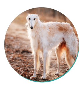 Borzoi