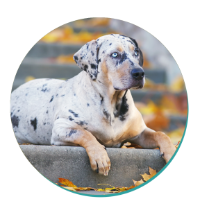 Catahoula Leopard Dog