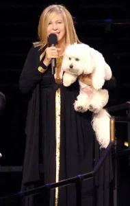 bichon-frise-celebrity-barbara-streisand